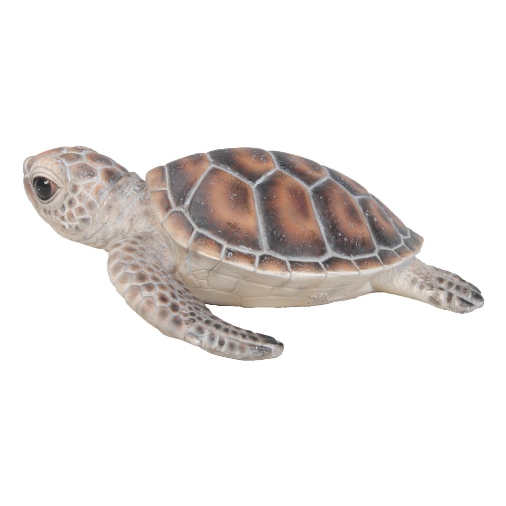 Small Sea Turtle. Picture 1