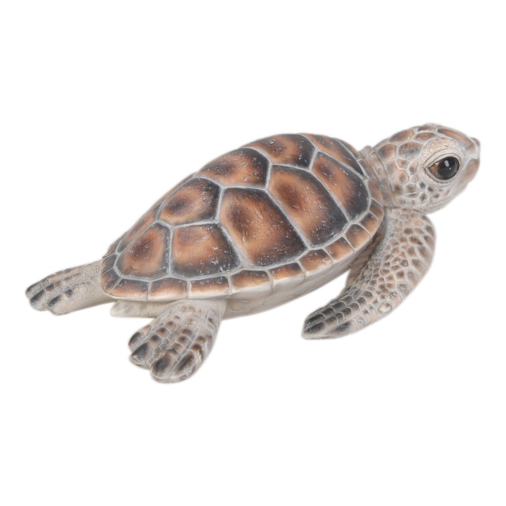 Small Sea Turtle. Picture 3