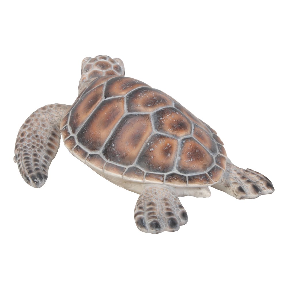 Small Sea Turtle. Picture 5