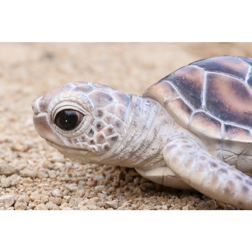 Small Sea Turtle. Picture 6