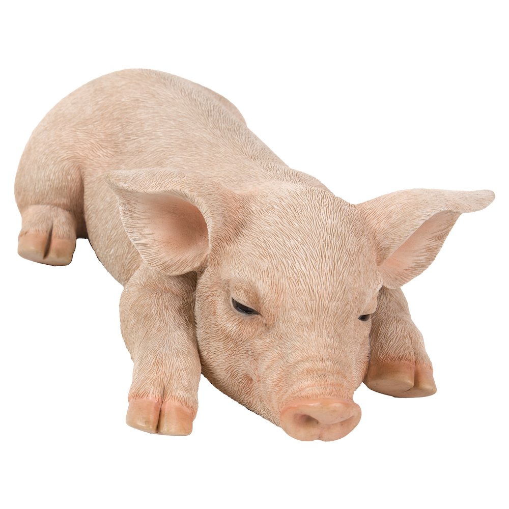 Pig Sleeping. Picture 2