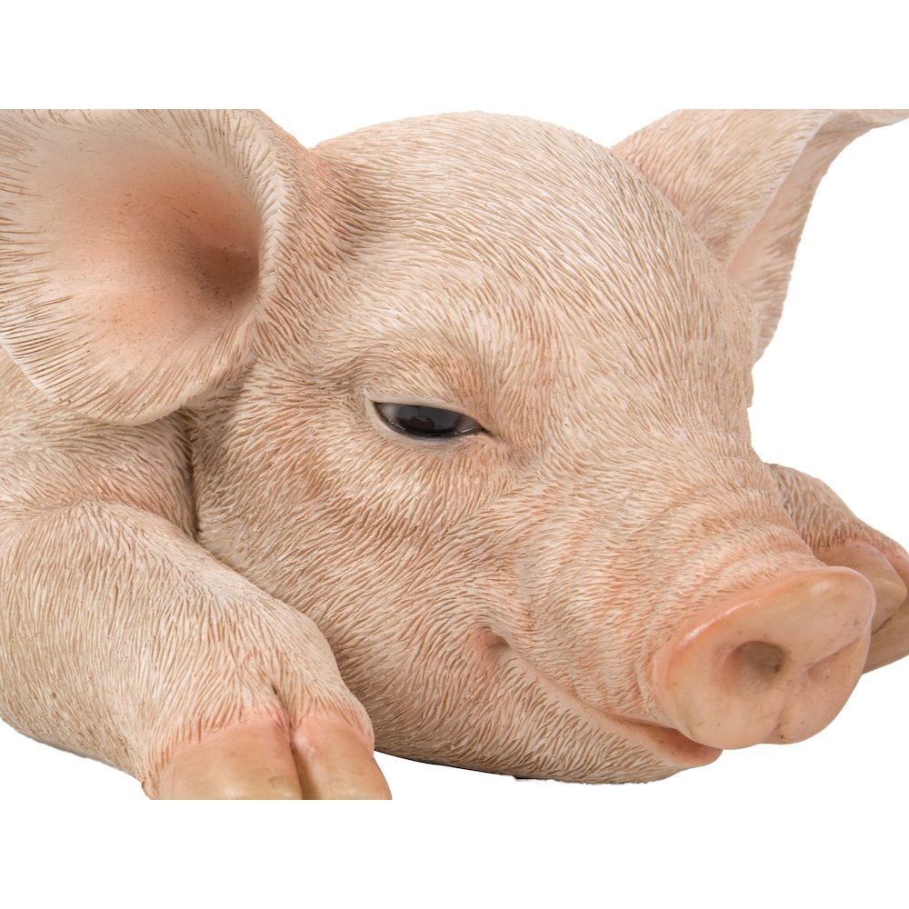 Pig Sleeping. Picture 5
