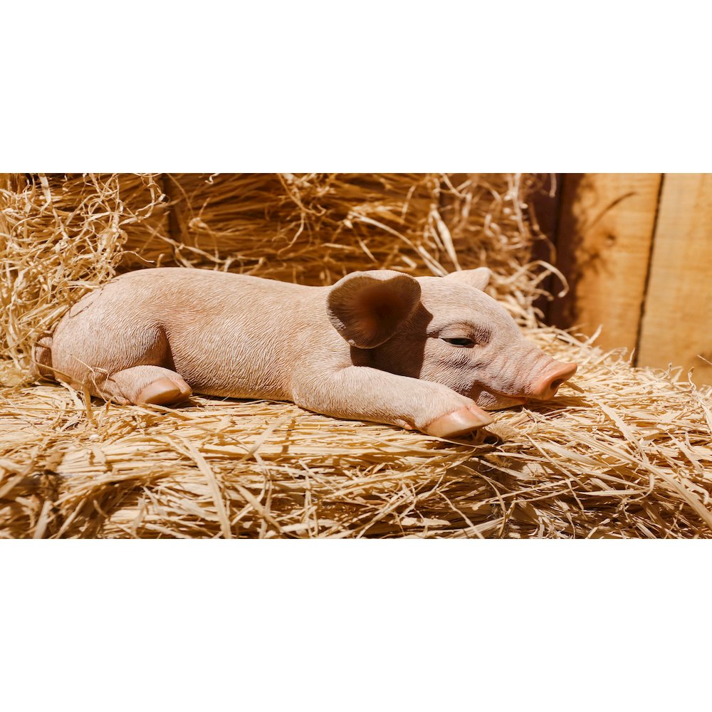 Pig Sleeping. Picture 6