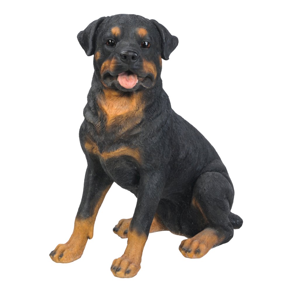Rottweiler Sitting. Picture 1