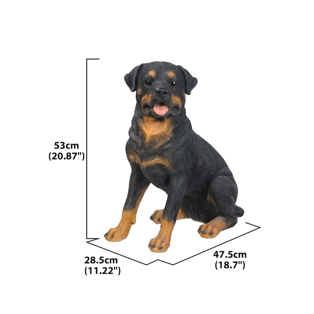 Rottweiler Sitting. Picture 2