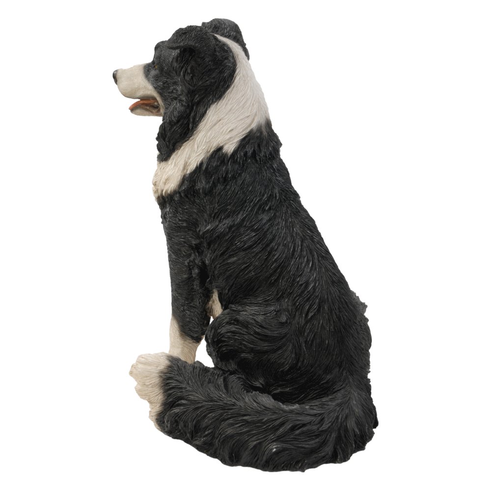 Border Collie Sitting. Picture 2