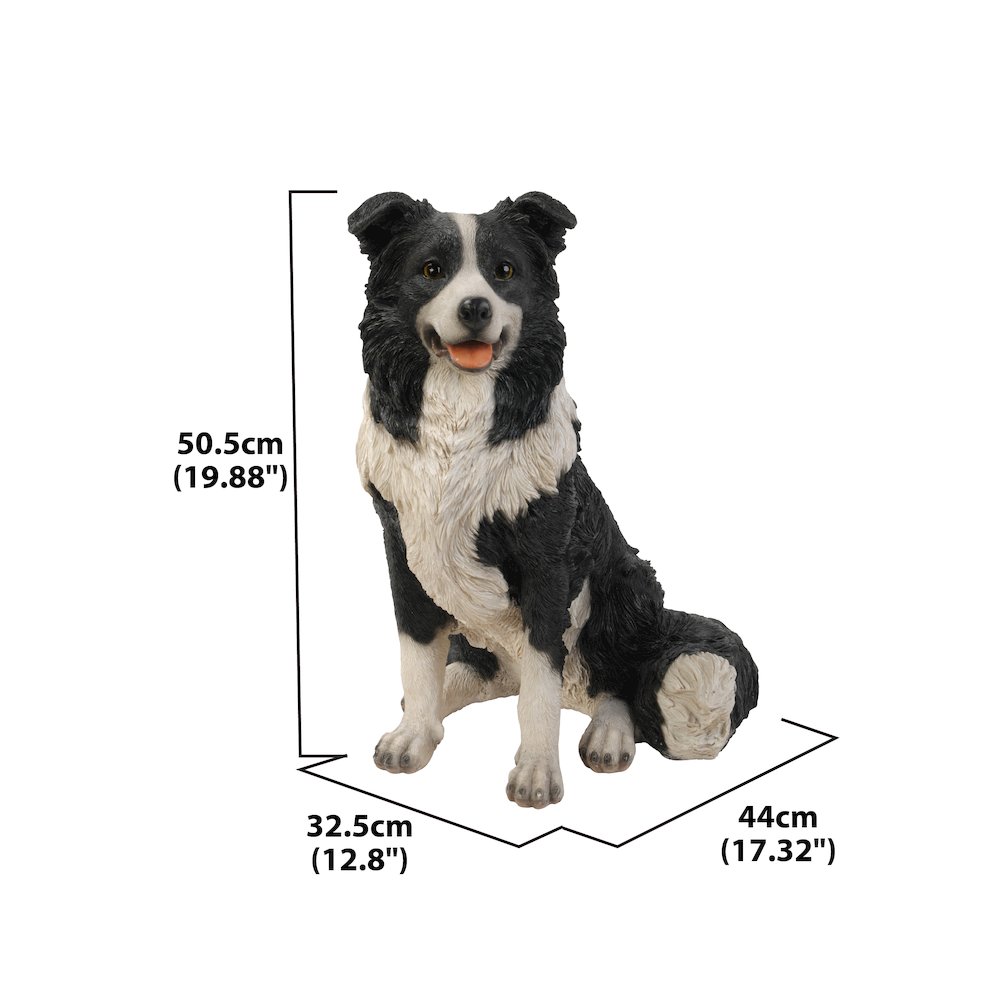 Border Collie Sitting. Picture 3