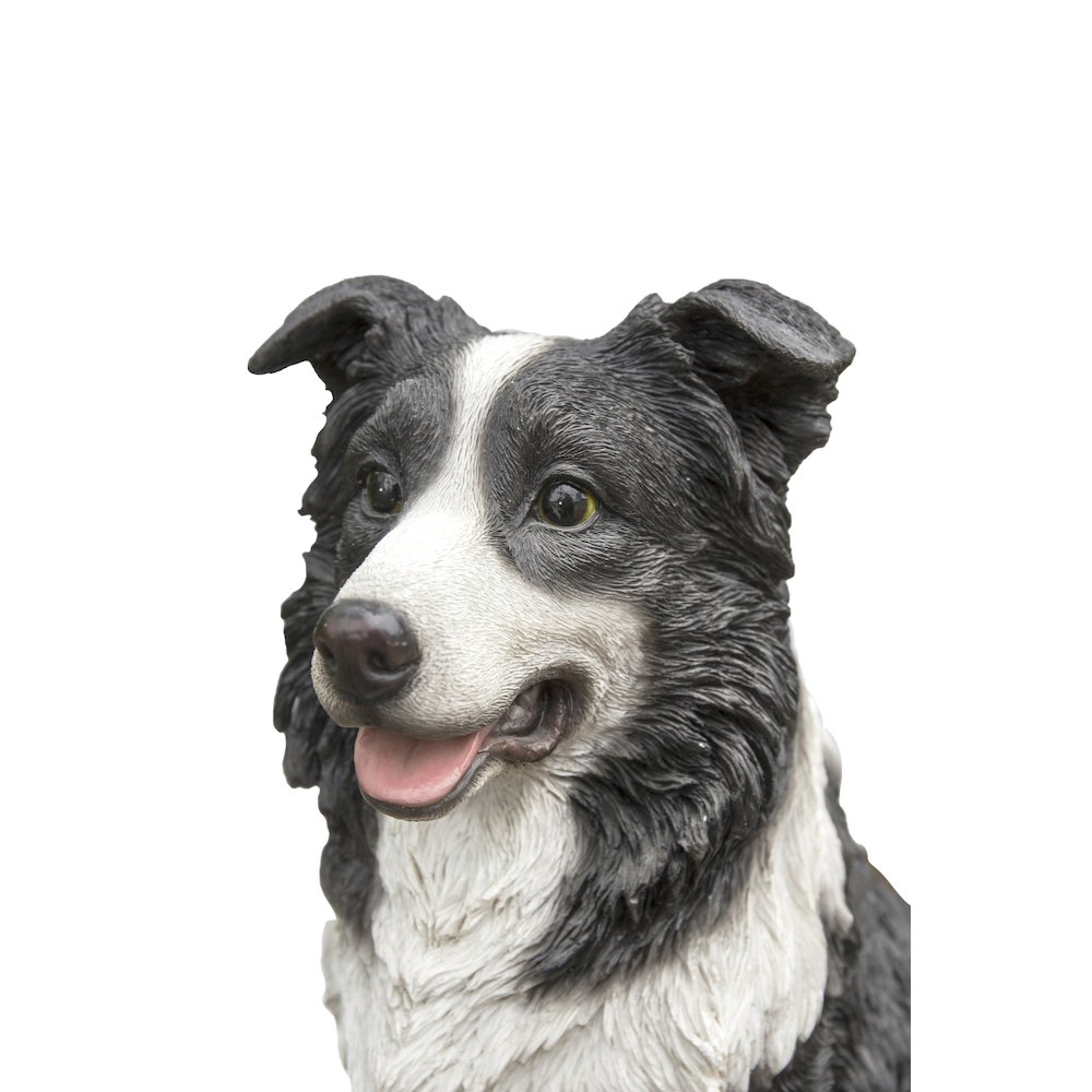 Border Collie Sitting. Picture 1
