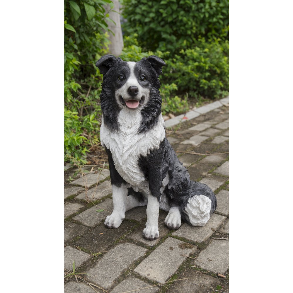 Border Collie Sitting. Picture 4
