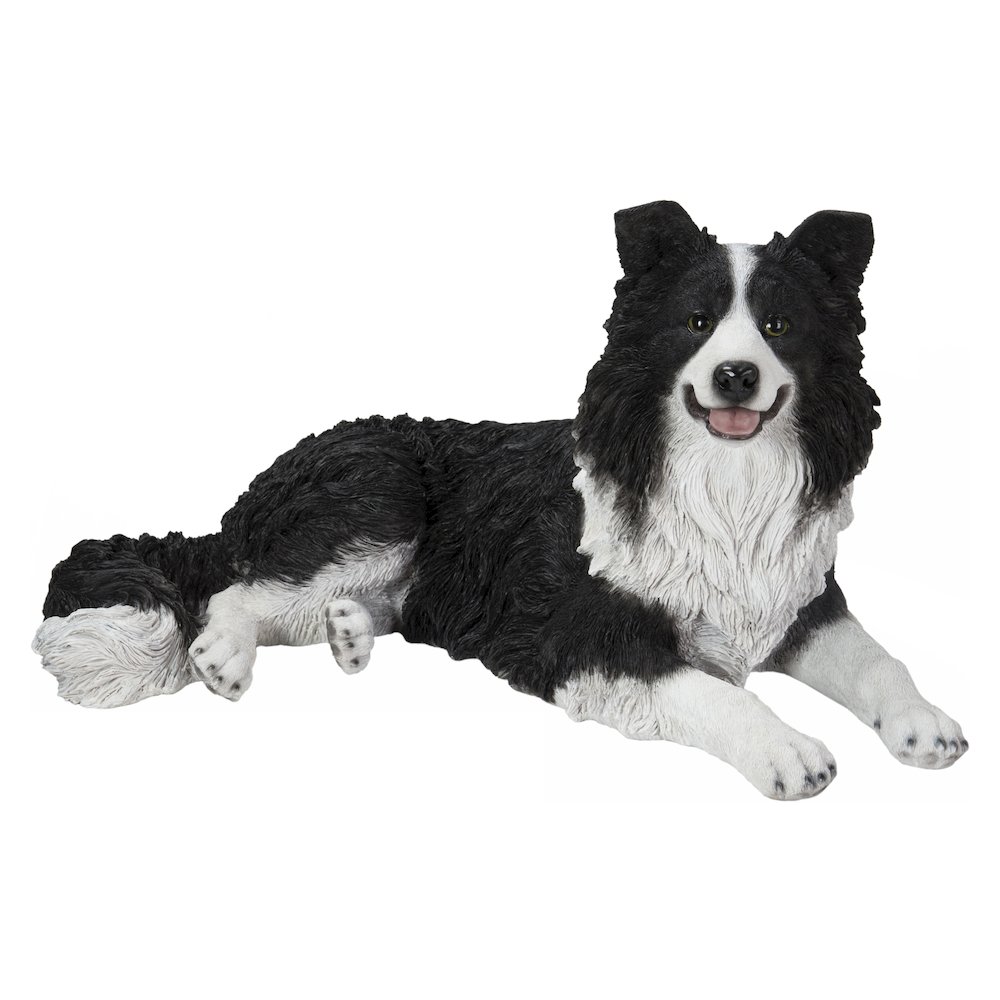 Lying Border Collie. Picture 2