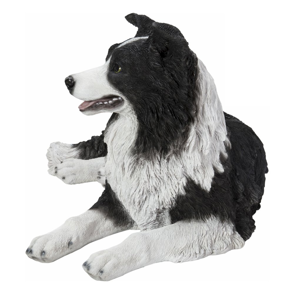 Lying Border Collie. Picture 3