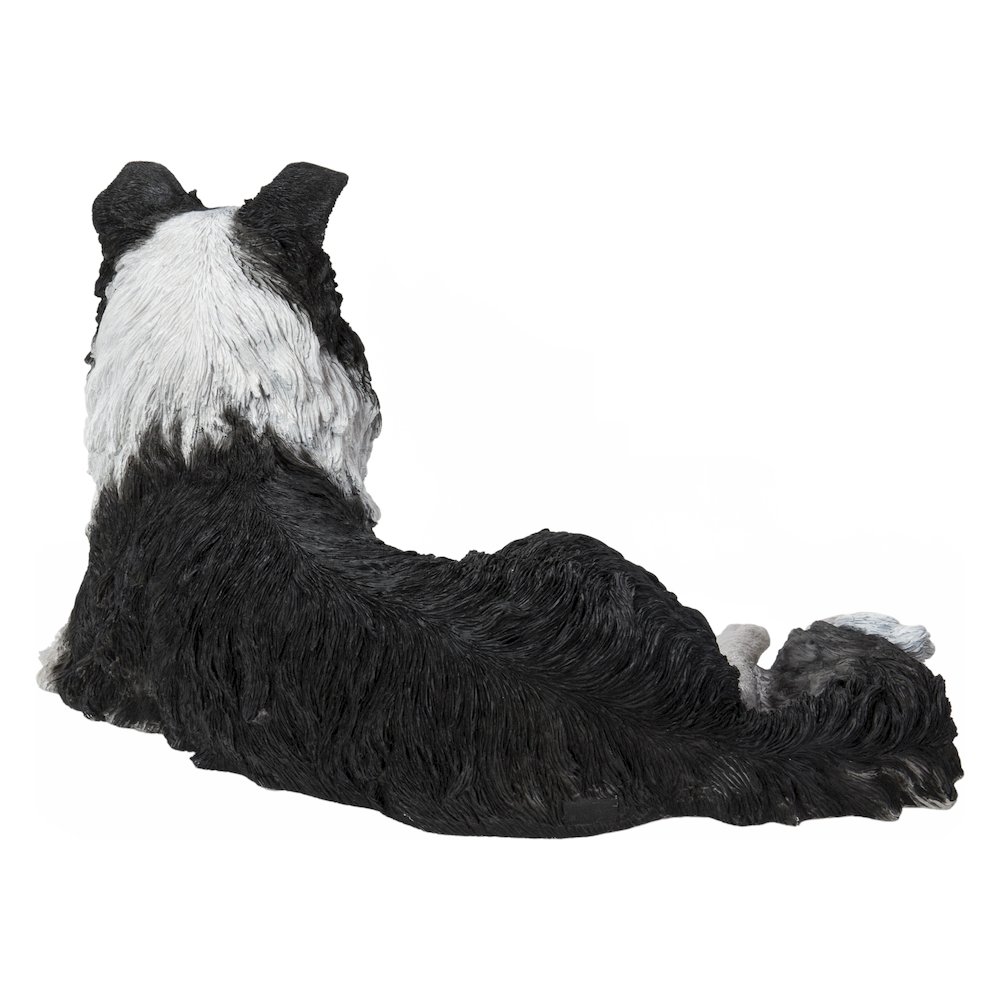 Lying Border Collie. Picture 4