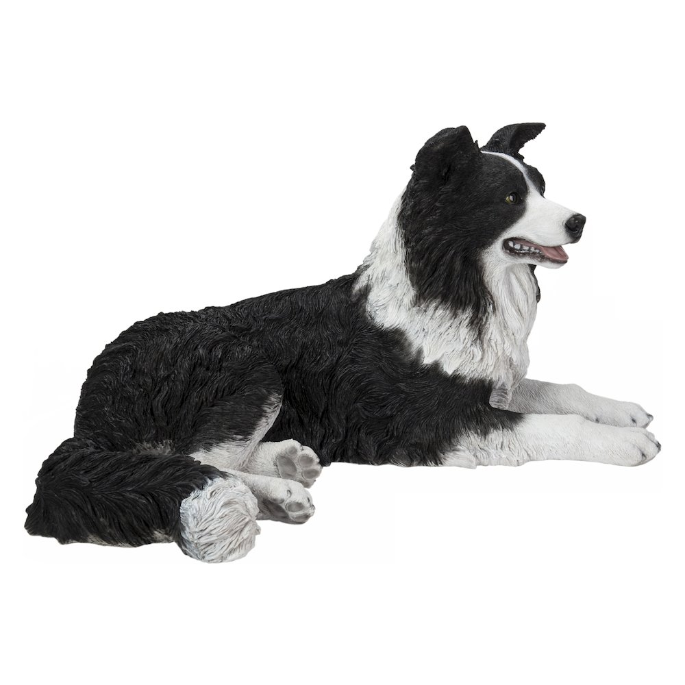 Lying Border Collie. Picture 1