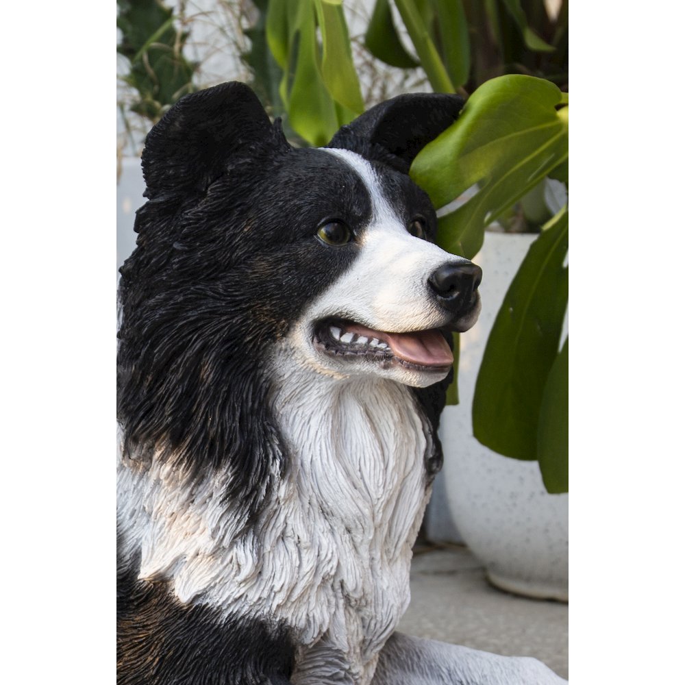 Lying Border Collie. Picture 6