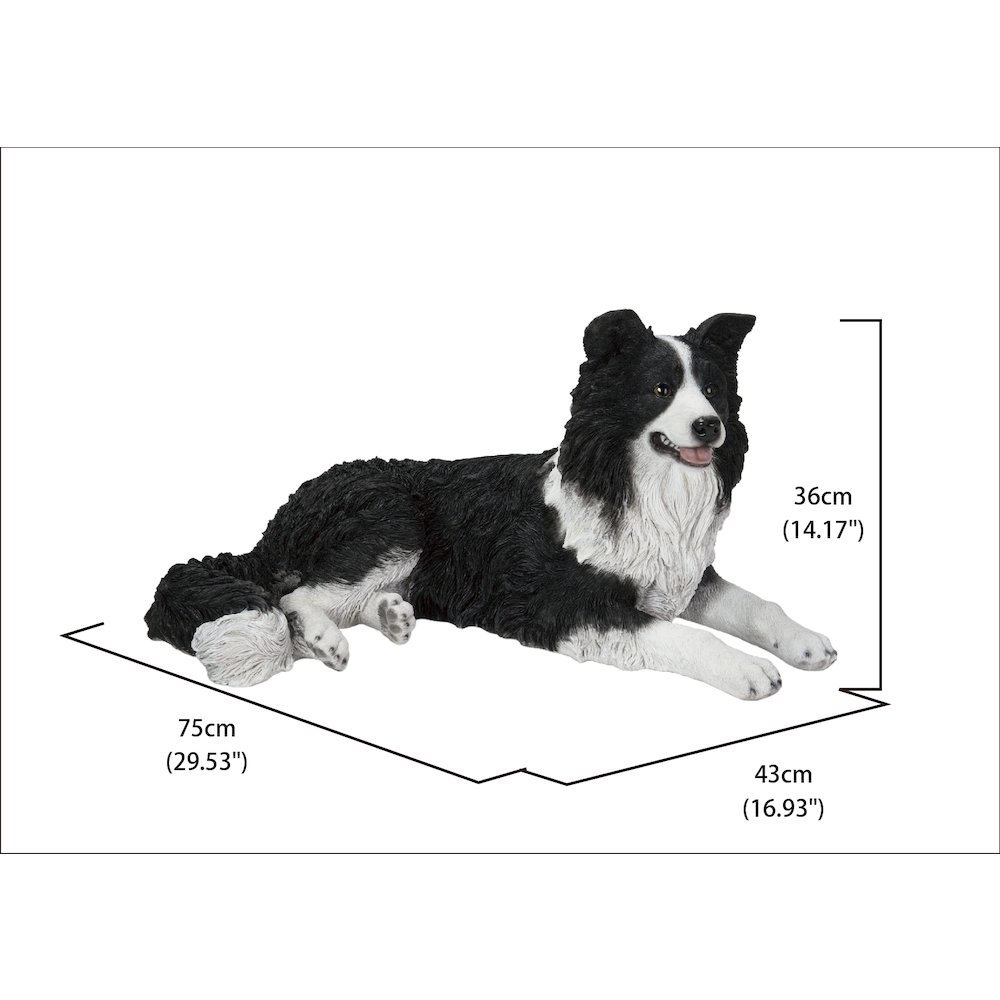 Lying Border Collie. Picture 5
