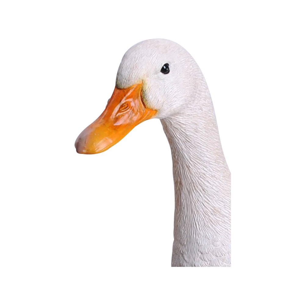 White Duck. Picture 2