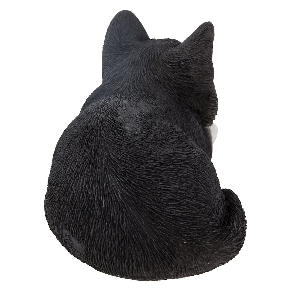 Black & White Kitten Sleeping. Picture 4