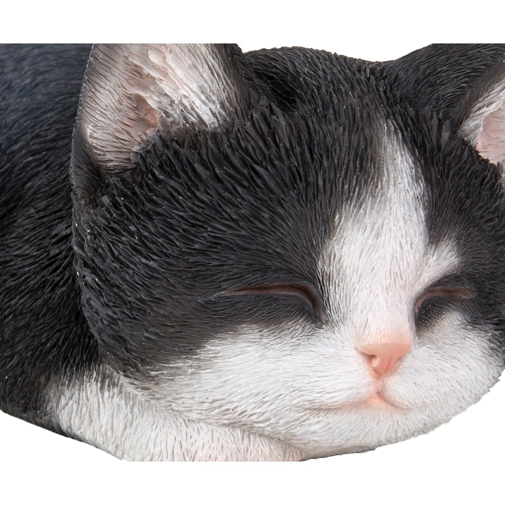 Black & White Kitten Sleeping. Picture 5