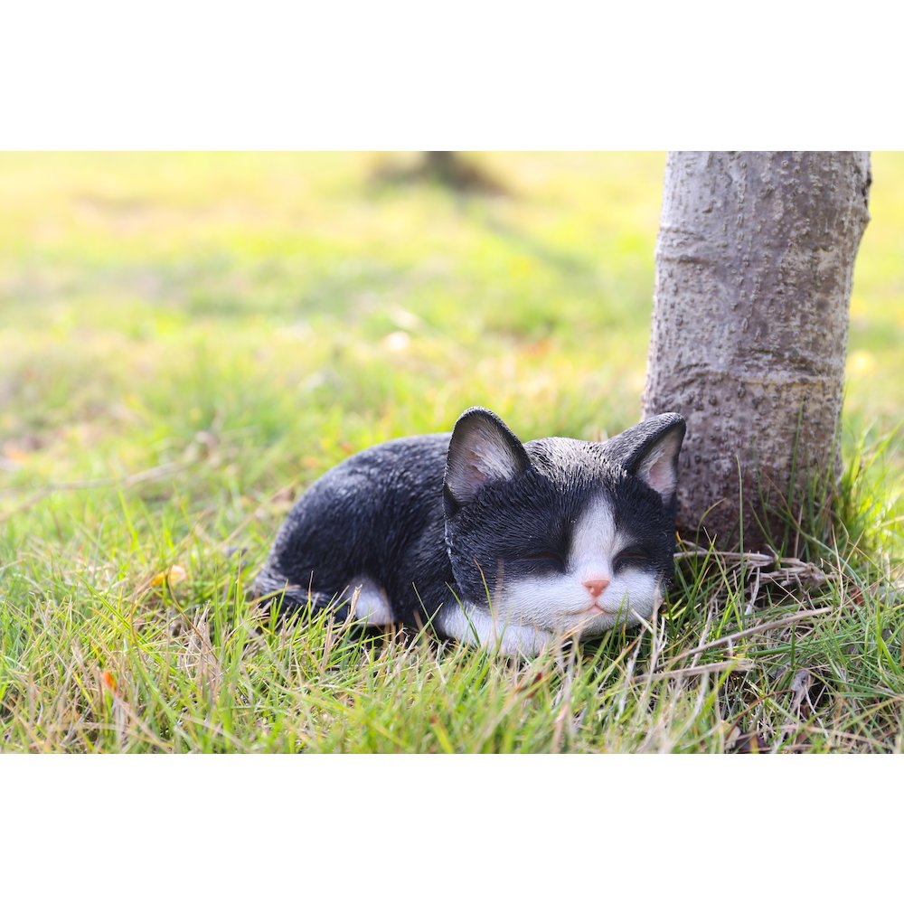 Black & White Kitten Sleeping. Picture 7
