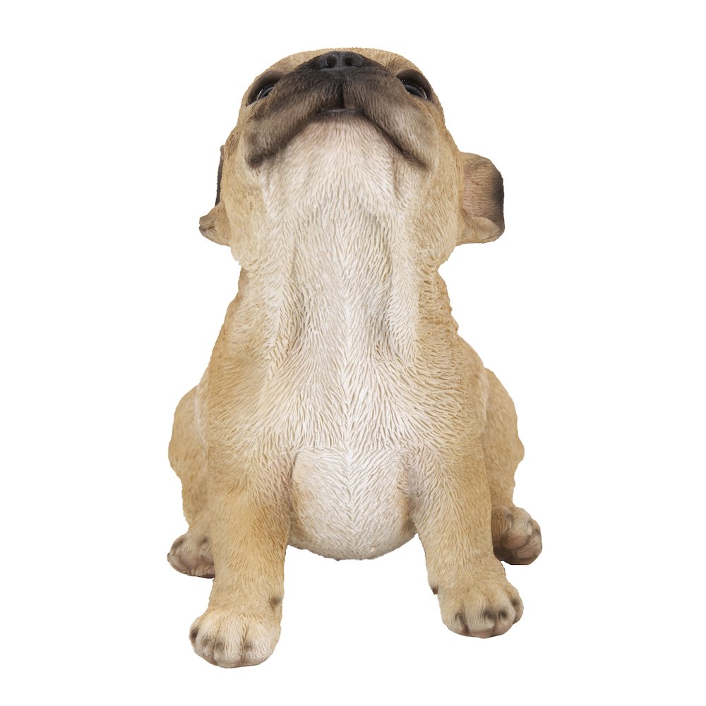 French Bulldog Puppy Howling. Picture 4