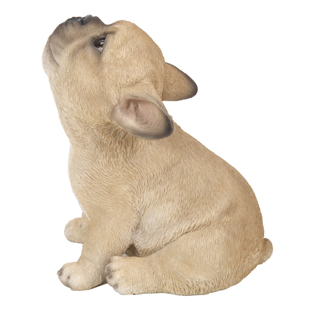 French Bulldog Puppy Howling. Picture 1