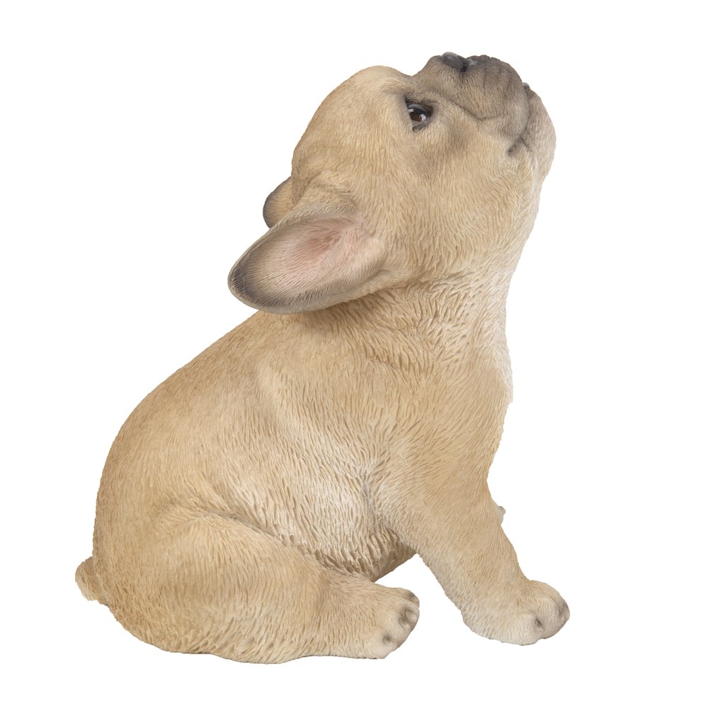 French Bulldog Puppy Howling. Picture 2