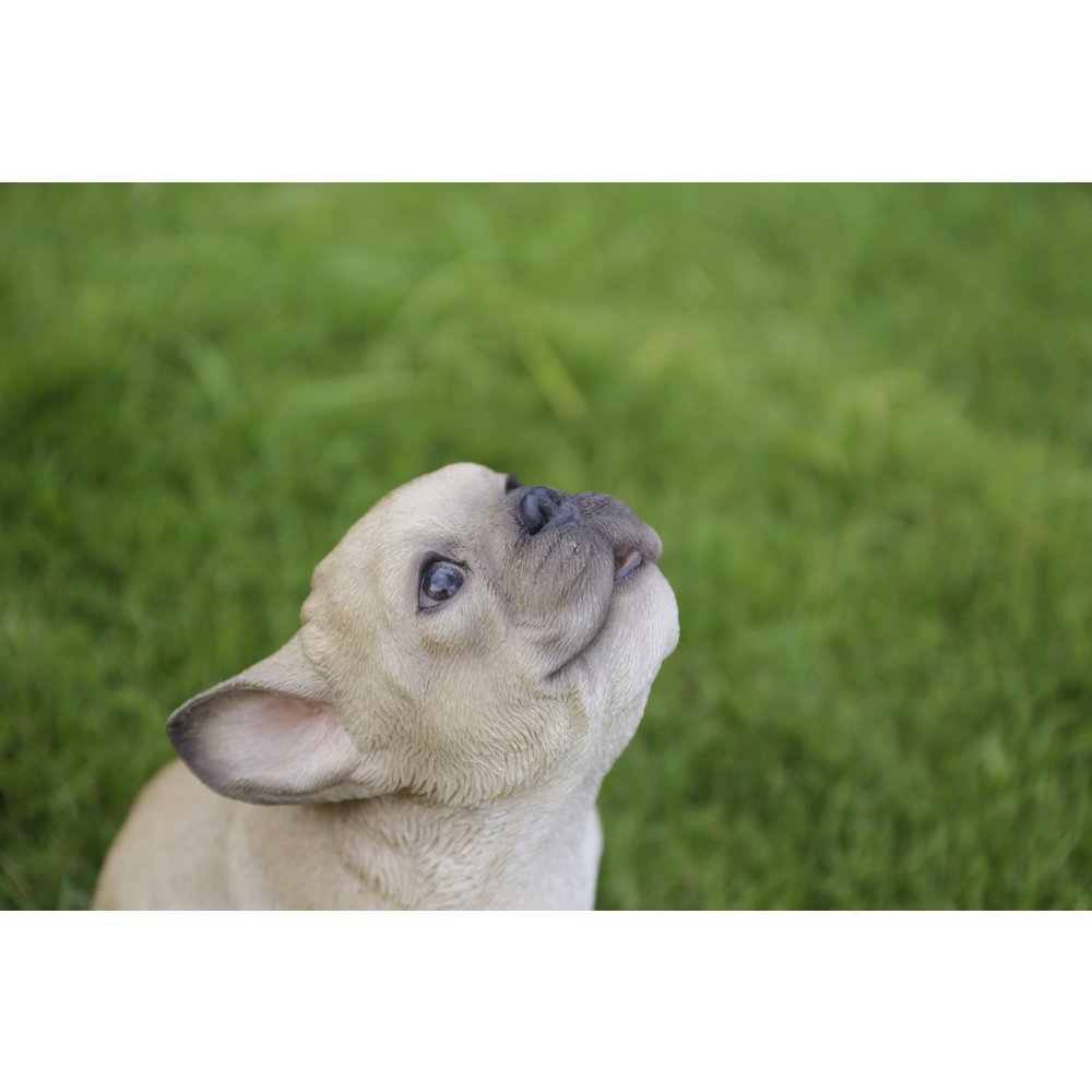 French Bulldog Puppy Howling. Picture 9