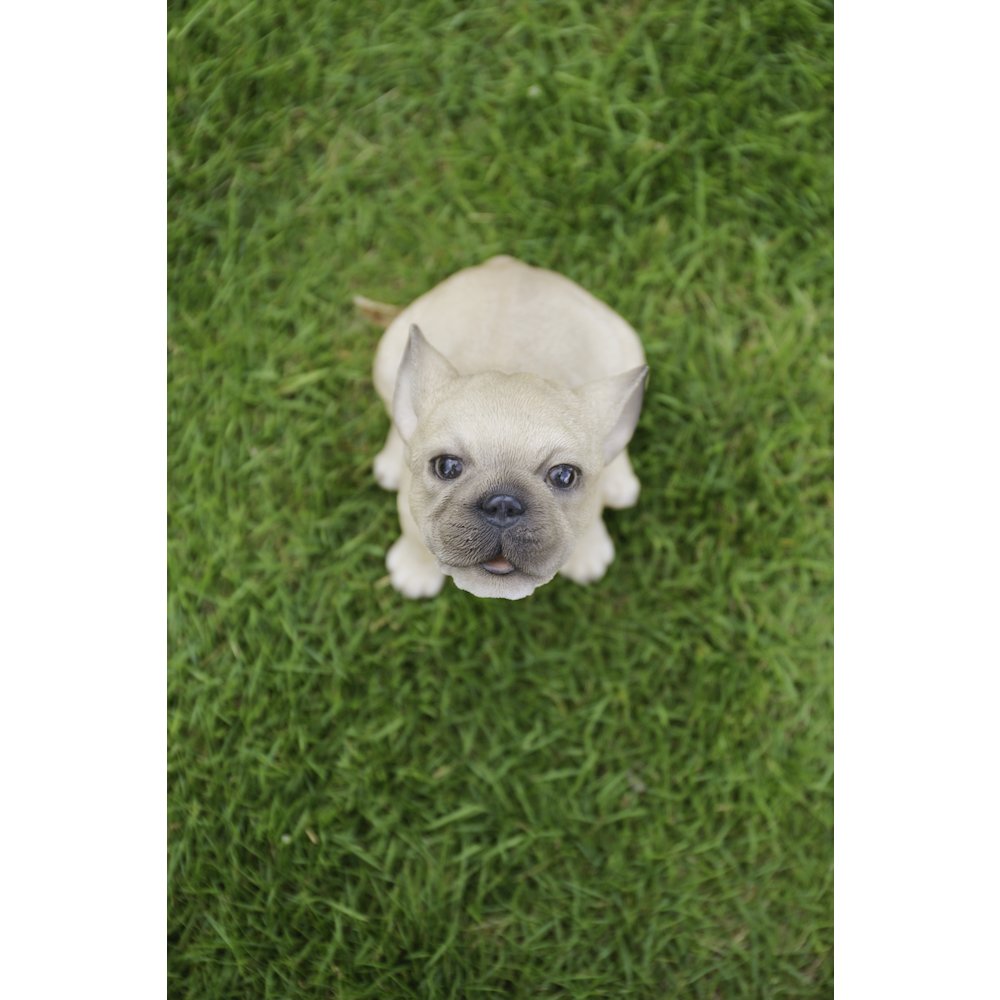 French Bulldog Puppy Howling. Picture 7