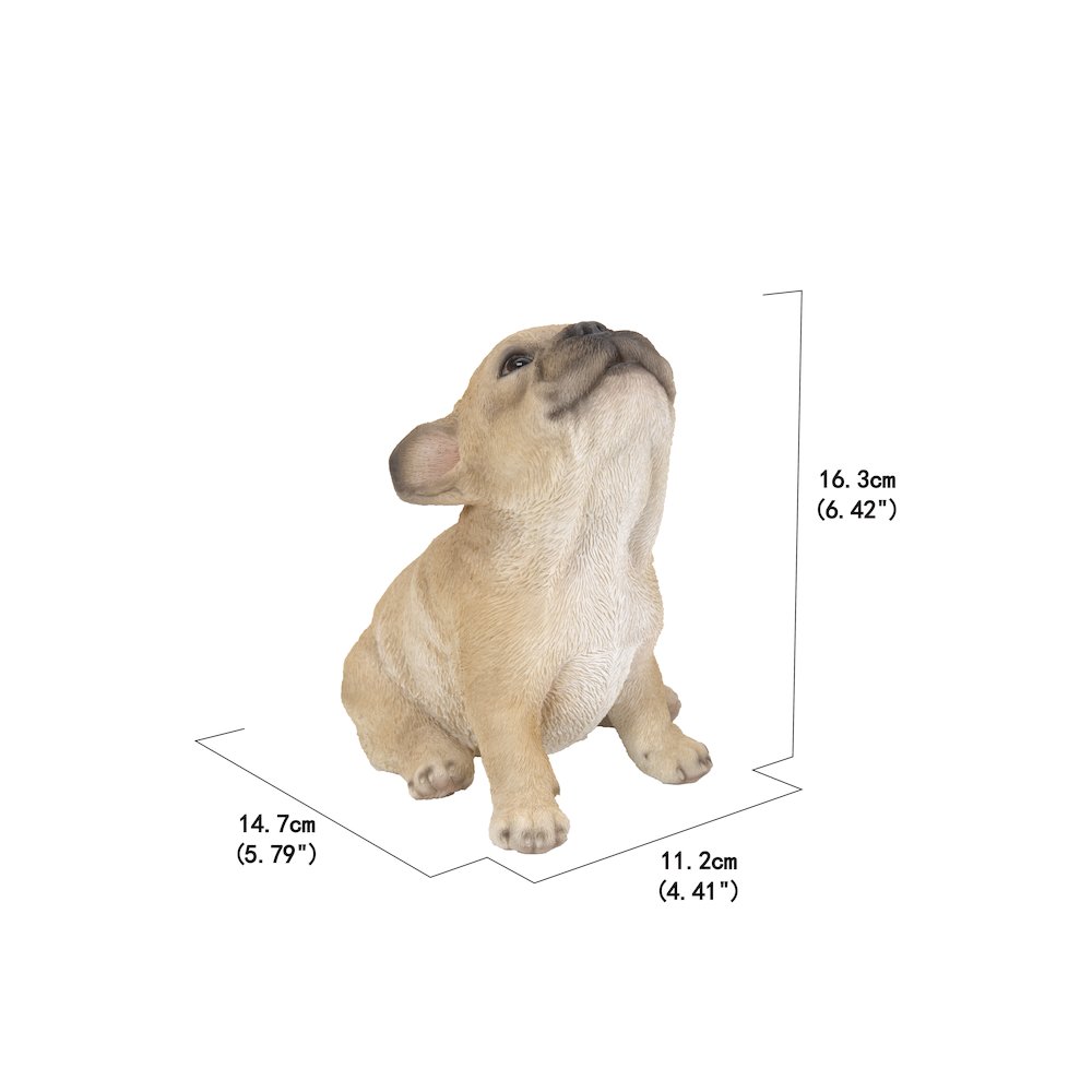 French Bulldog Puppy Howling. Picture 5