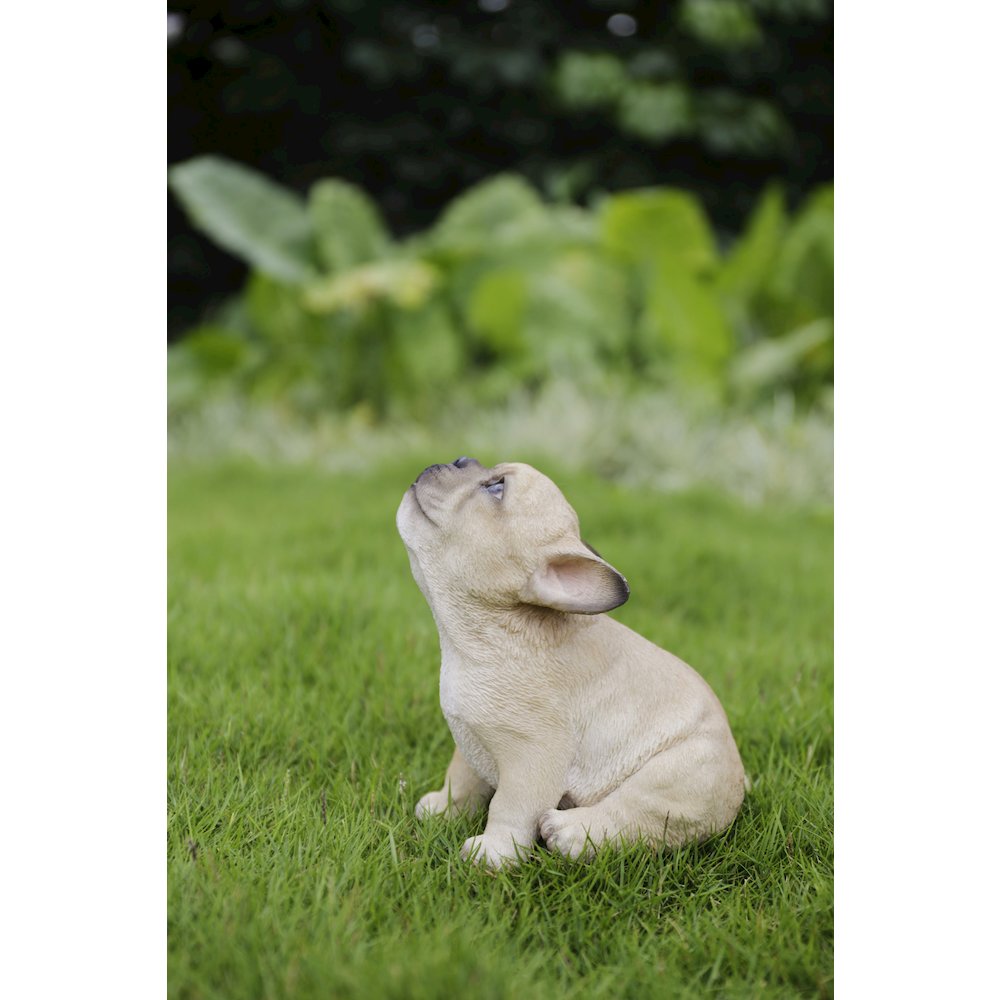 French Bulldog Puppy Howling. Picture 8