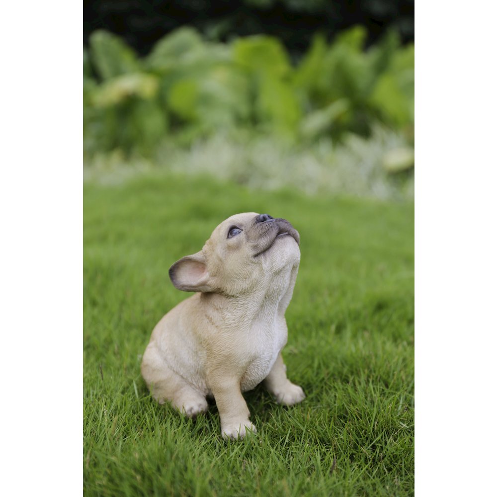 French Bulldog Puppy Howling. Picture 6