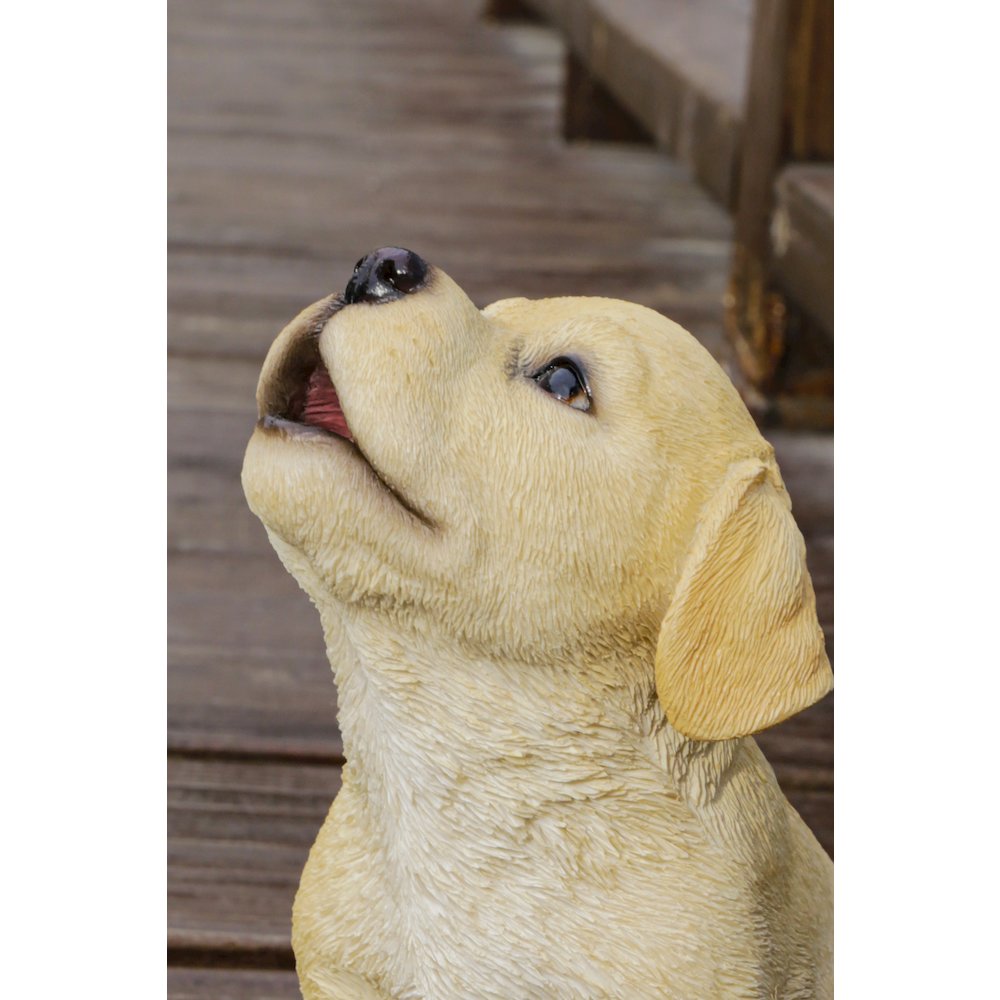 Yellow Labrador Puppy Howling. Picture 6