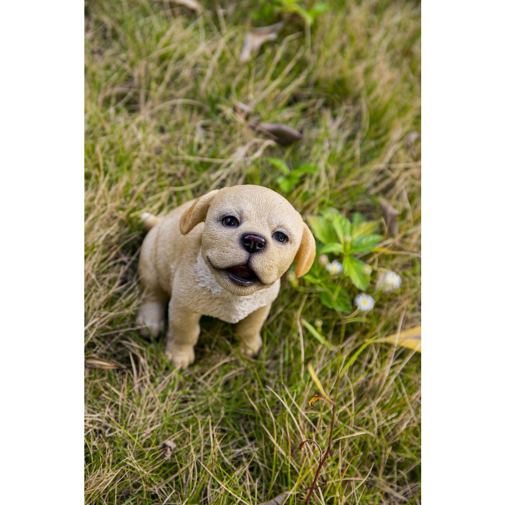 Yellow Labrador Puppy Howling. Picture 7