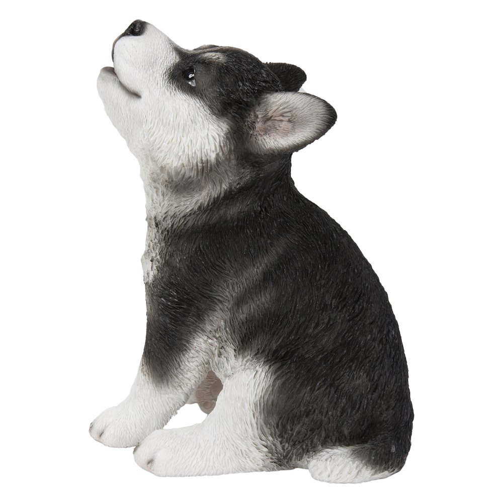 Siberian Husky Puppy Howling. Picture 2