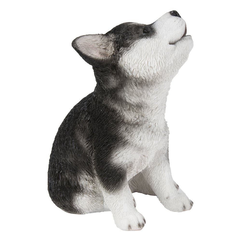 Siberian Husky Puppy Howling. Picture 1