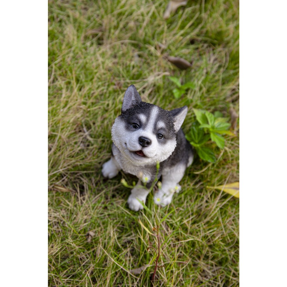 Siberian Husky Puppy Howling. Picture 8