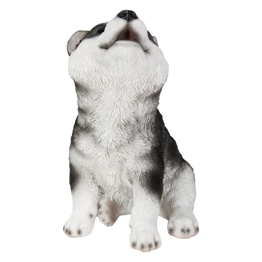 Siberian Husky Puppy Howling. Picture 3