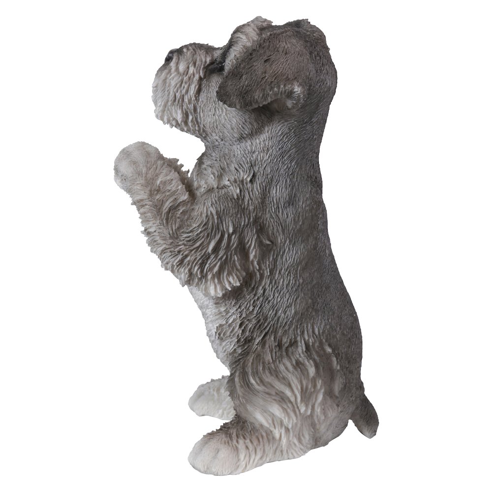 Schnauzer Puppy Praying. Picture 3