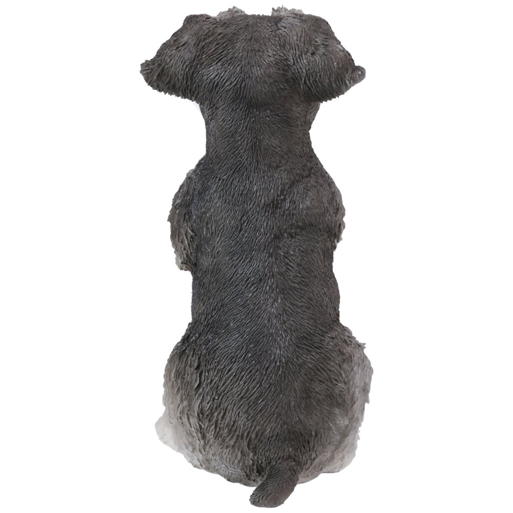 Schnauzer Puppy Praying. Picture 2