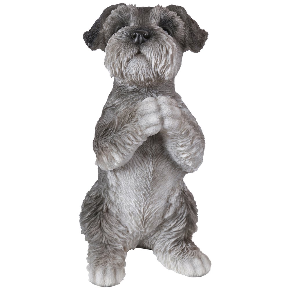 Schnauzer Puppy Praying. Picture 1