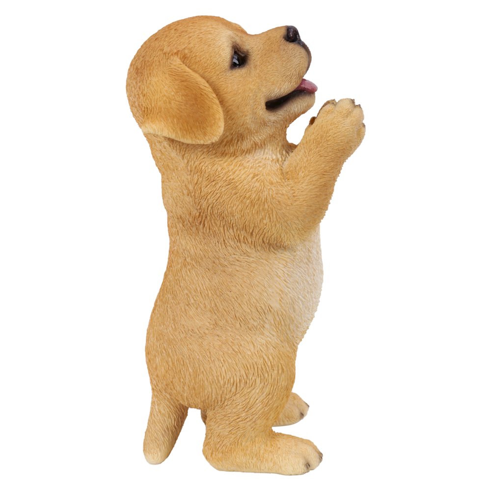 Yellow Labrador Puppy Praying. Picture 4