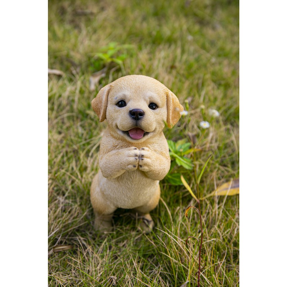 Yellow Labrador Puppy Praying. Picture 7