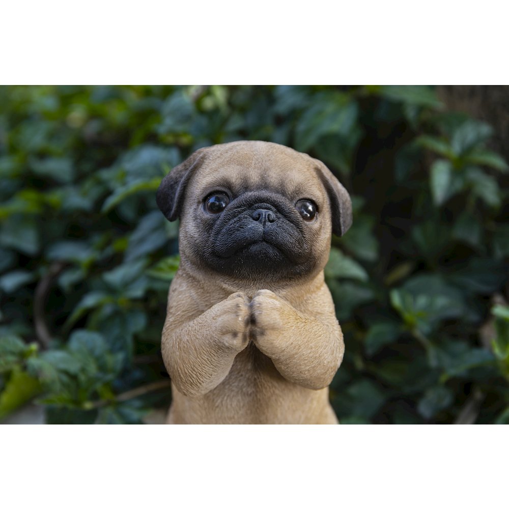 Pug Puppy Statue Praying. Picture 7