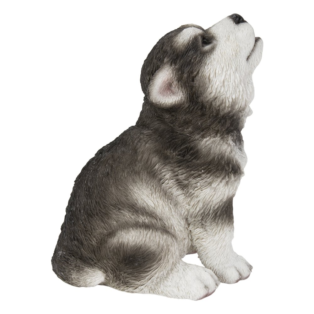 Alaskan Malamute Puppy Howling. Picture 2