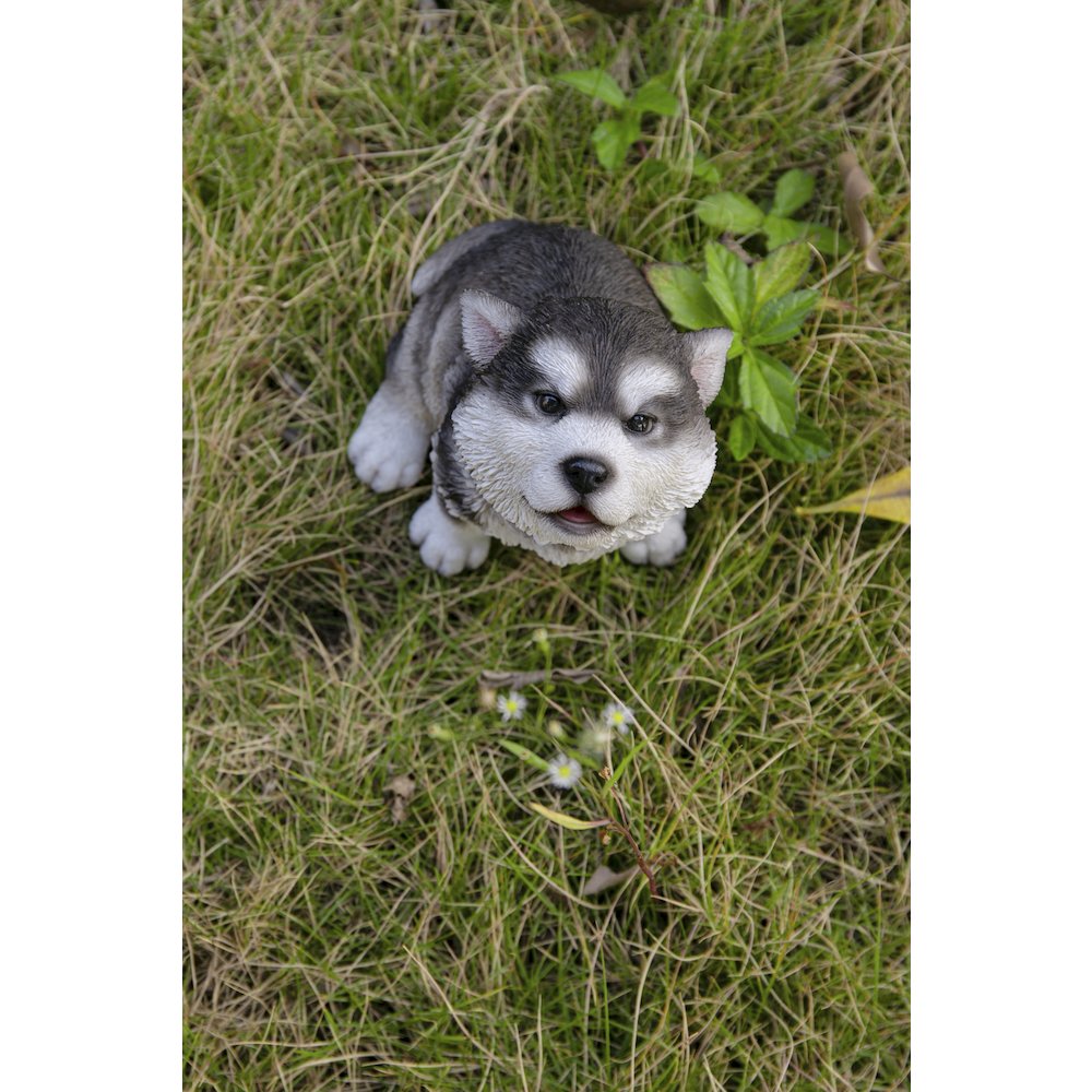 Alaskan Malamute Puppy Howling. Picture 7