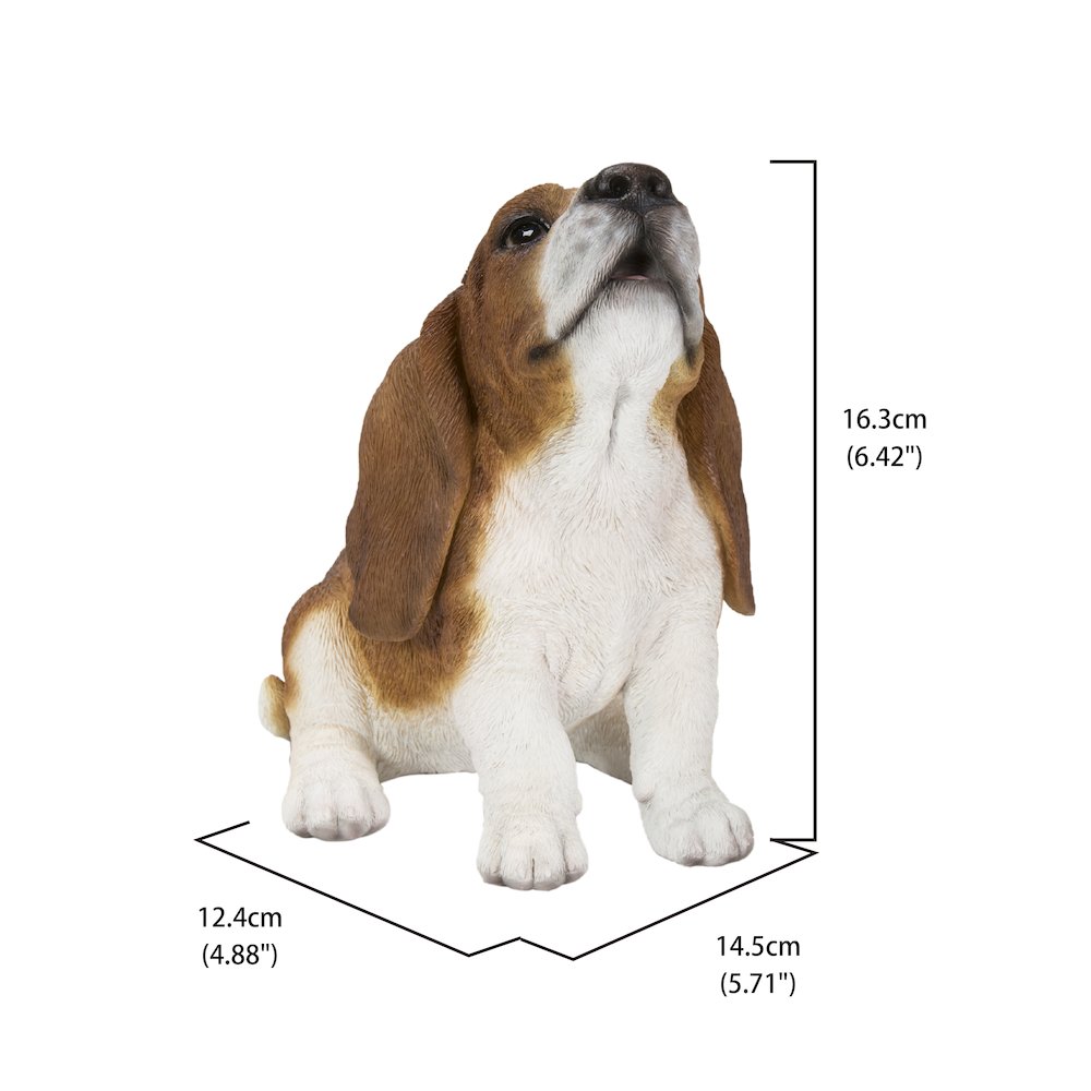 Basset Hound Puppy Howling. Picture 5