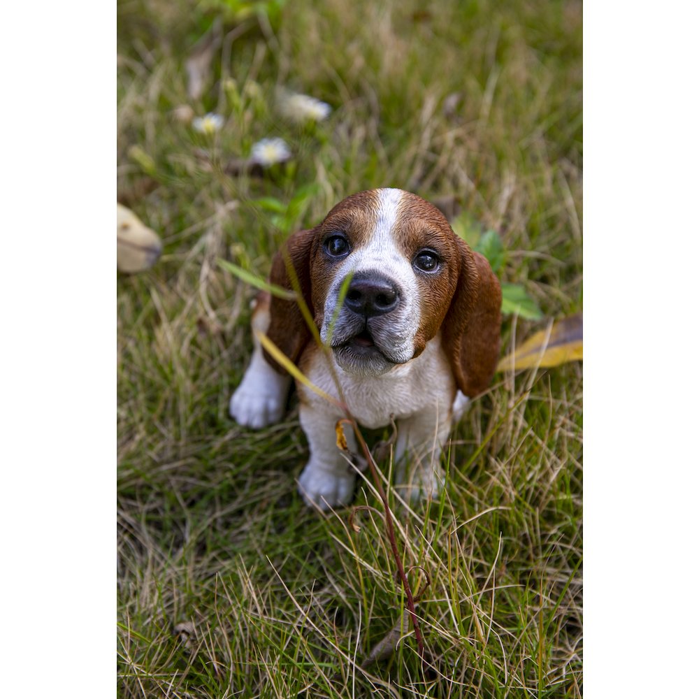 Basset Hound Puppy Howling. Picture 7