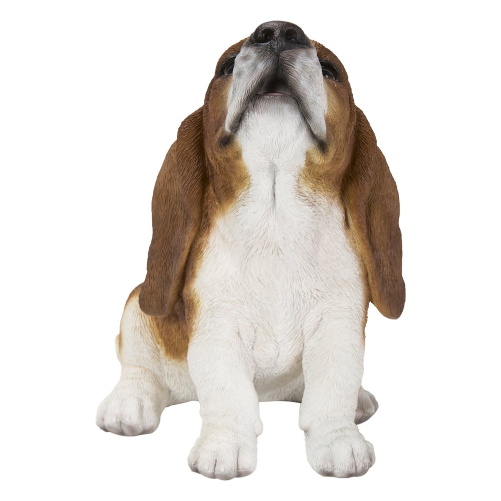Basset Hound Puppy Howling. Picture 1