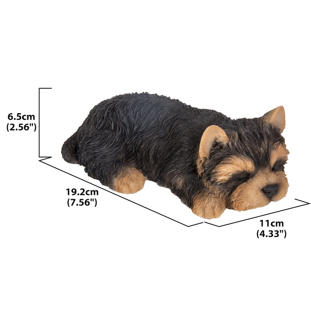 Yorkshire Terrier Puppy Sleeping. Picture 1