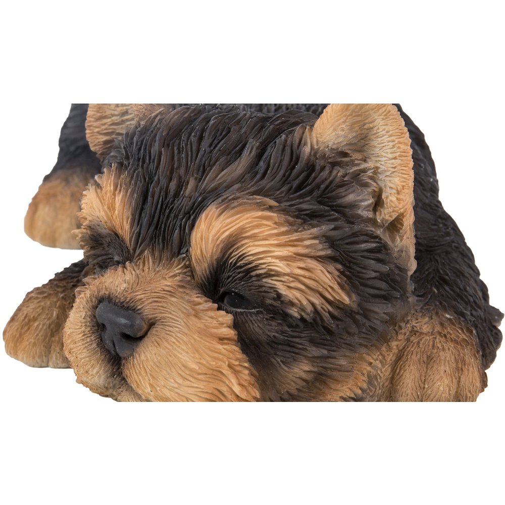 Yorkshire Terrier Puppy Sleeping. Picture 2
